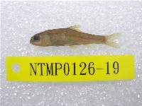 藏品(臺灣鏟頜魚)的圖片